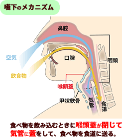 介護 栄養と食事のコラム 食事中の むせ を防ごう E健康ショップ