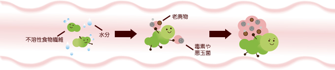 食の健康コラム 食物繊維を摂ろう E健康ショップ