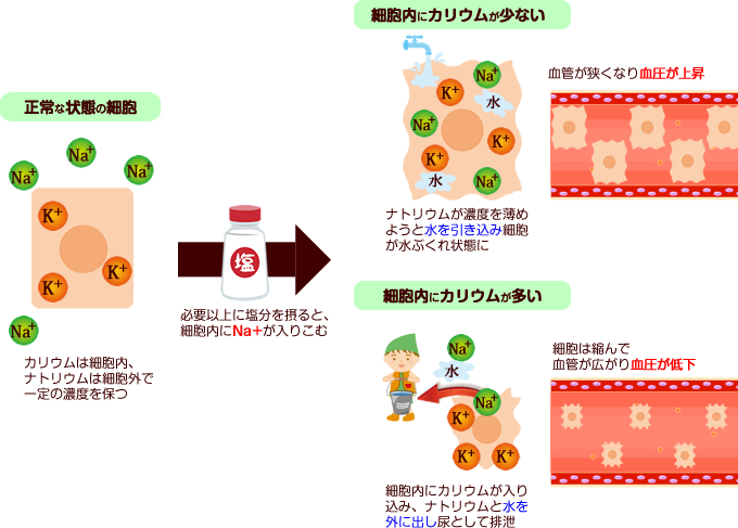 カリウム の 多い 食べ物