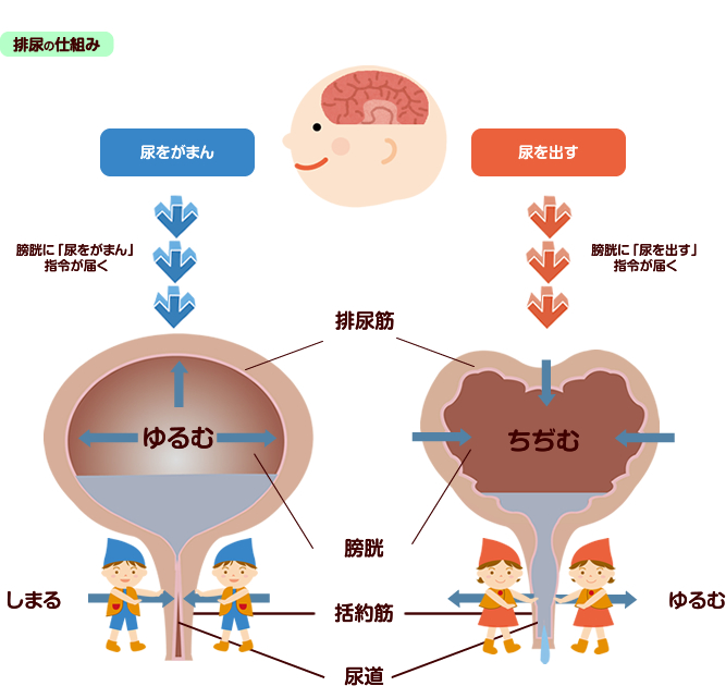 薬 市販 尿道 炎